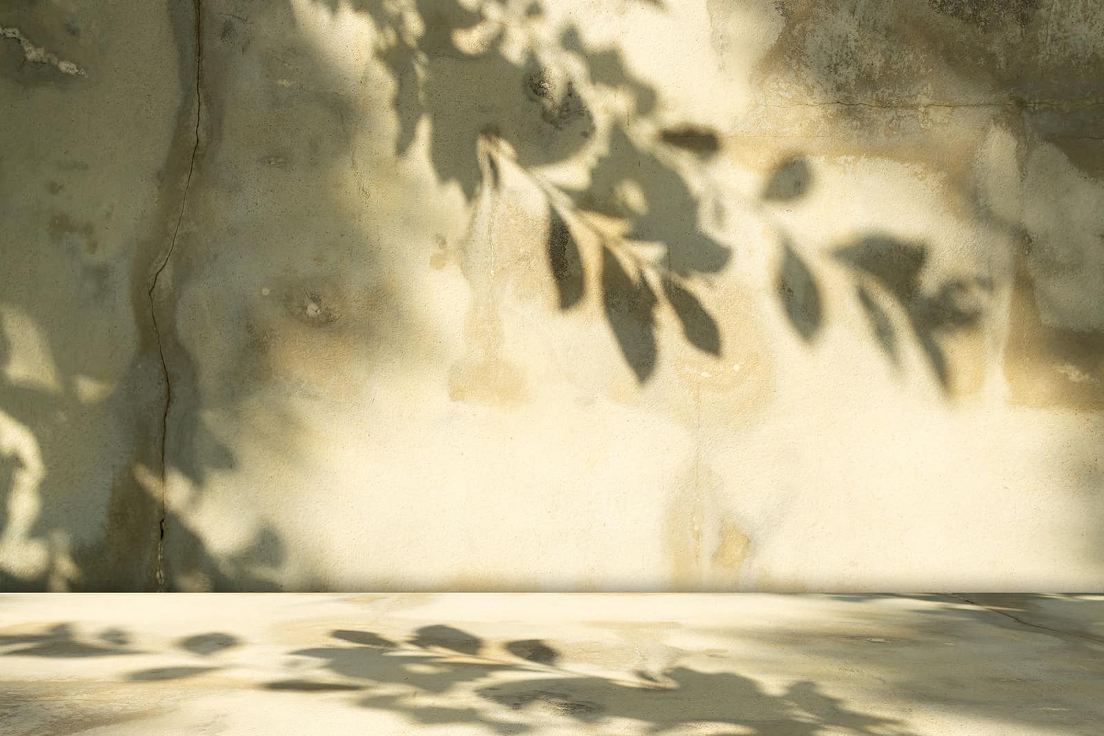 Sunlit leaf shadows on a wall symbolising growth as City on a Hill Church releases people into purpose